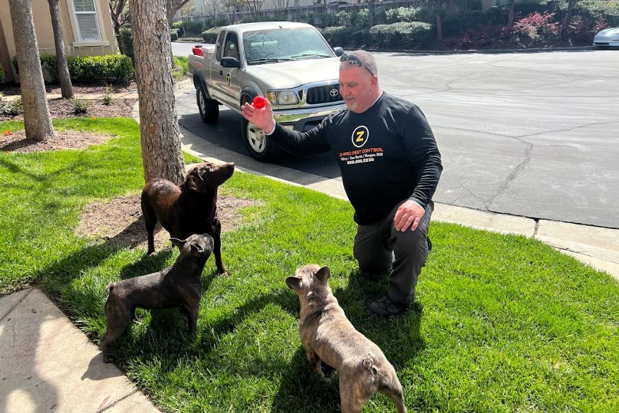 pest control morgan hill pest control morgan hill