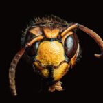 yellow jacket control gilroy